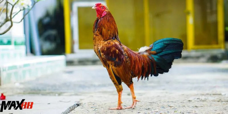 Cập nhật mới về các kiểu cá cược đá gà