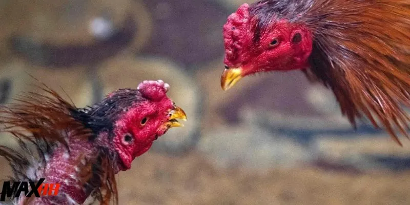 Cược ngược với số đông giúp thắng nhiều tiền hơn